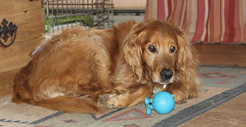 Lancelot curled in a ball on the floor with his blue toy.
